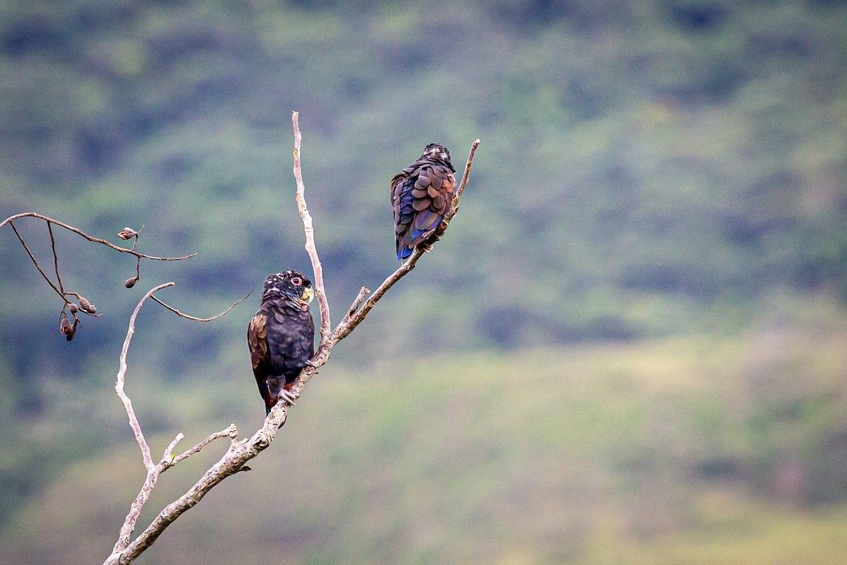 Bronze-winged Parrot - ML620311652