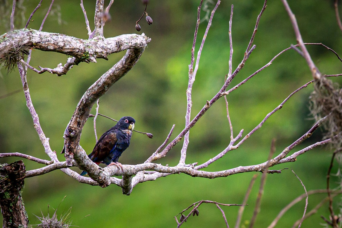 Bronze-winged Parrot - ML620311654