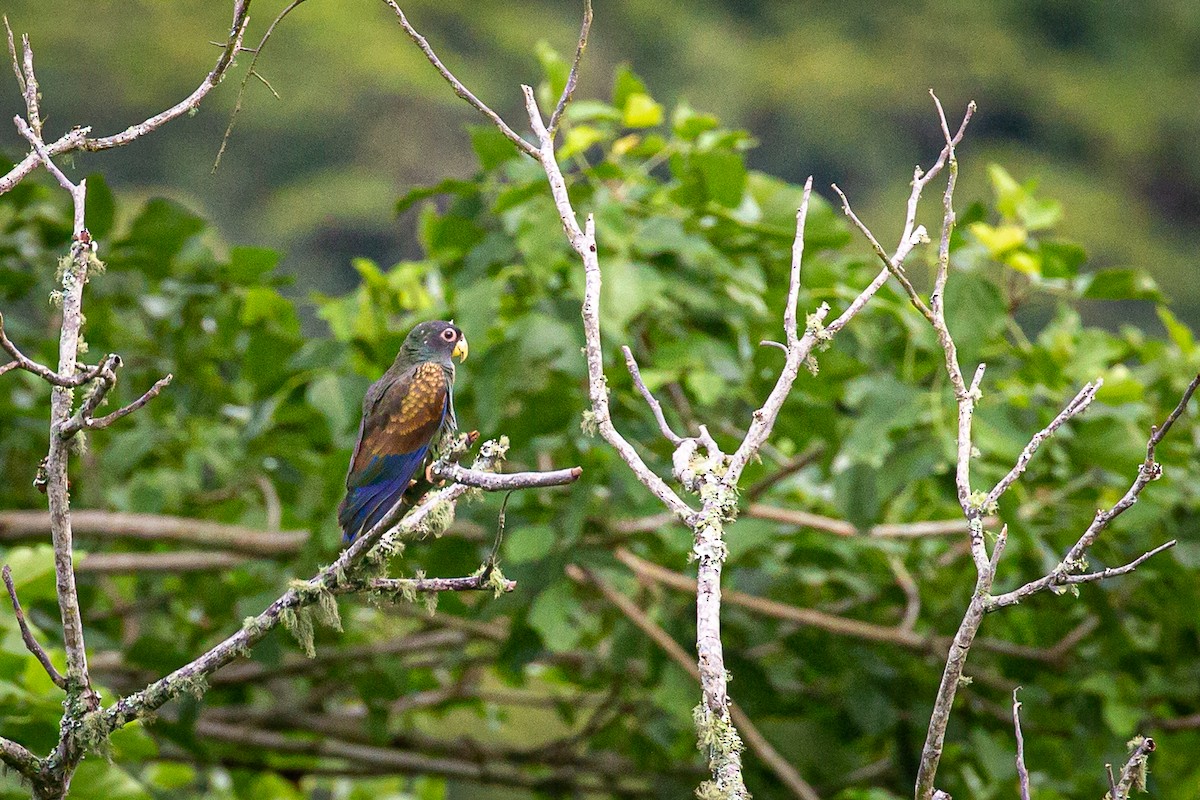 Bronze-winged Parrot - ML620311658