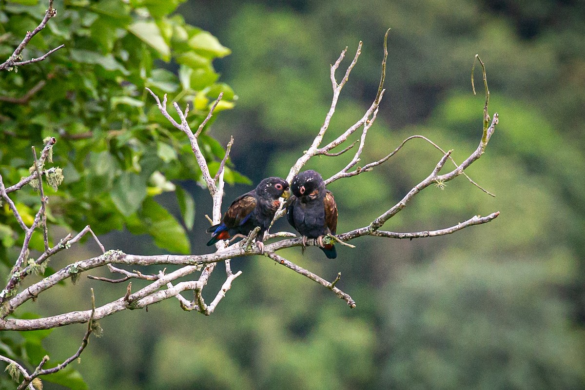 Bronze-winged Parrot - ML620311660