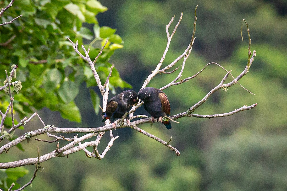 Bronze-winged Parrot - ML620311662