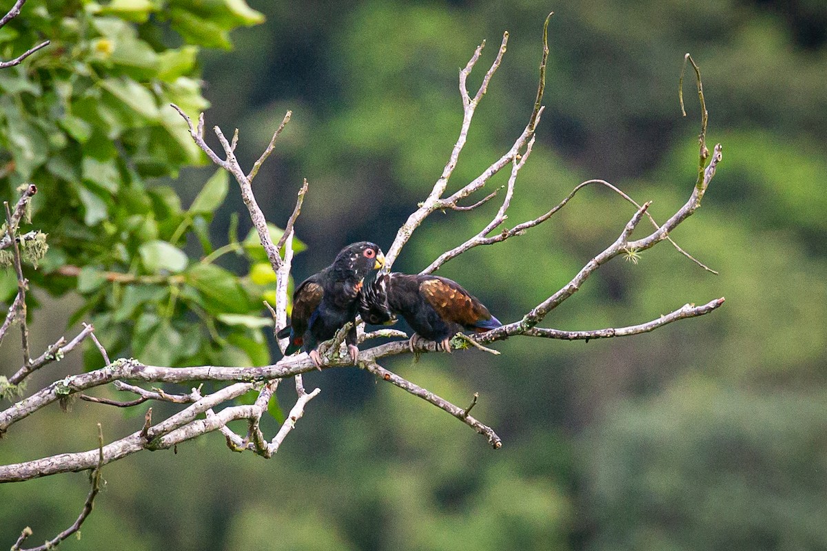 Bronze-winged Parrot - ML620311664