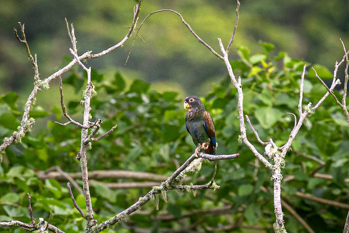 Bronze-winged Parrot - ML620311665