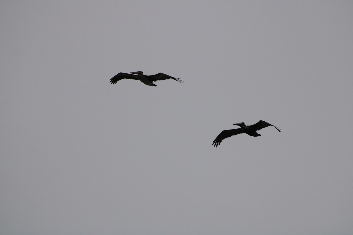 Brown Pelican - Libby Witham