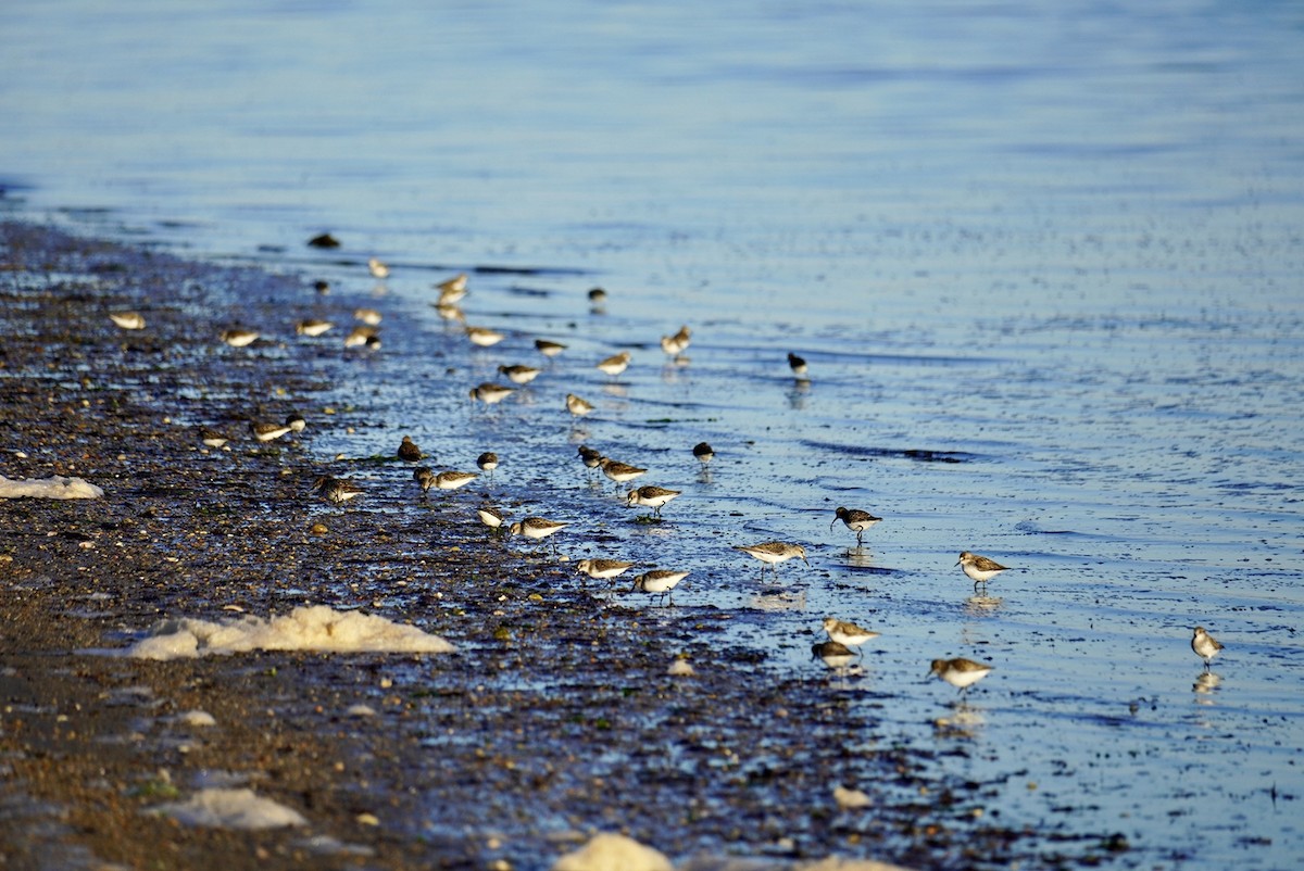 shorebird sp. - ML620311669