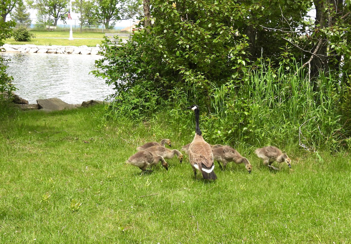 Canada Goose - ML620311671