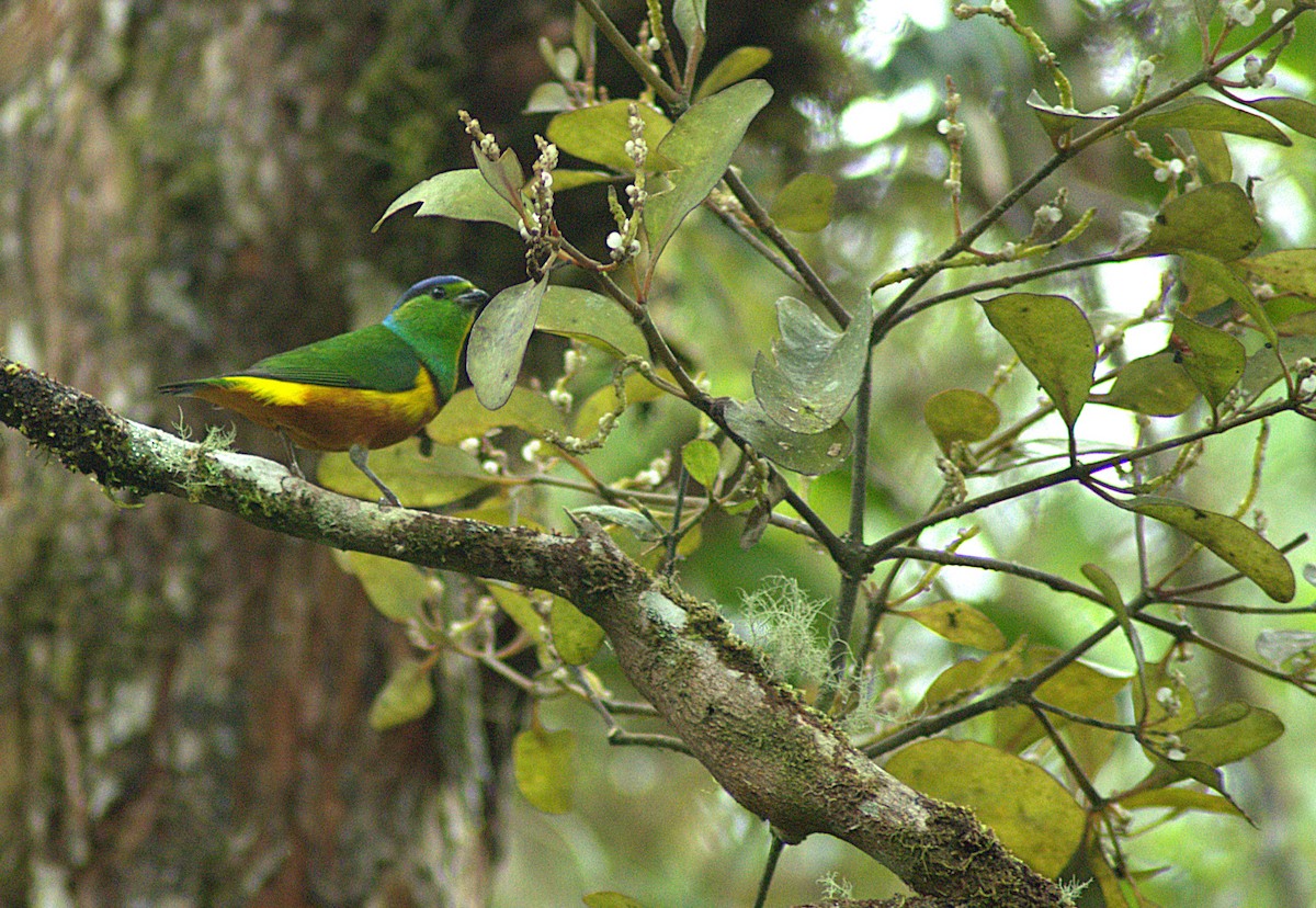 Chestnut-breasted Chlorophonia - ML620311672