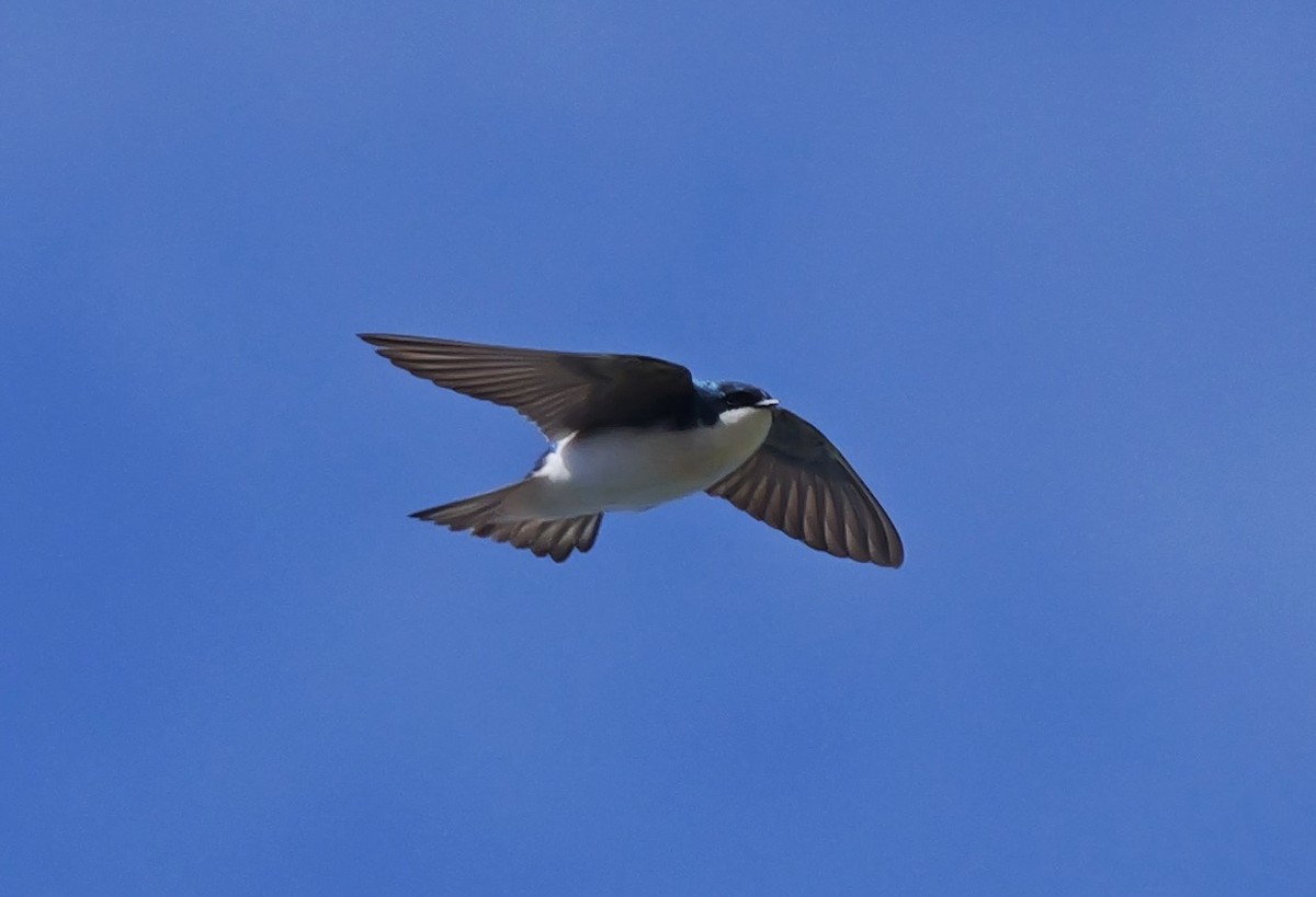 Tree Swallow - ML620311676