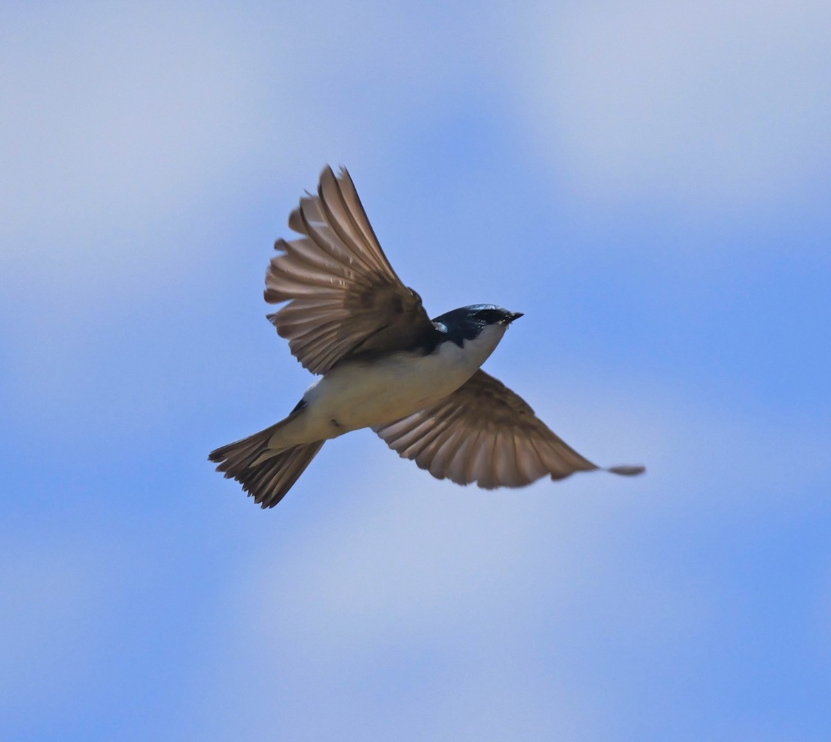 Tree Swallow - ML620311677