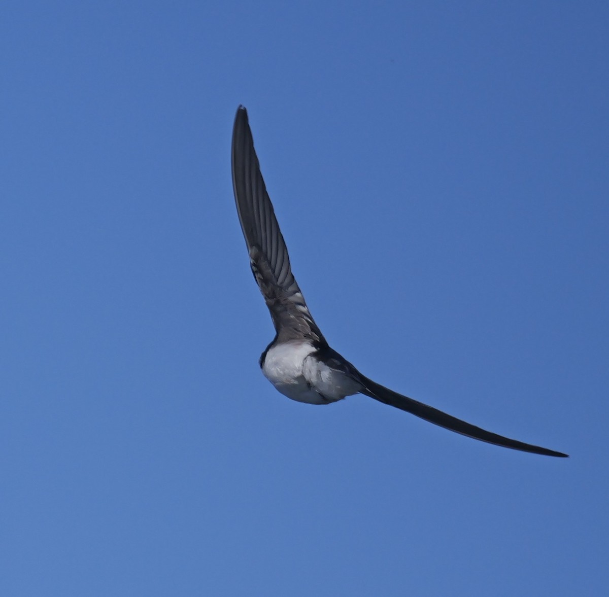 Tree Swallow - ML620311678