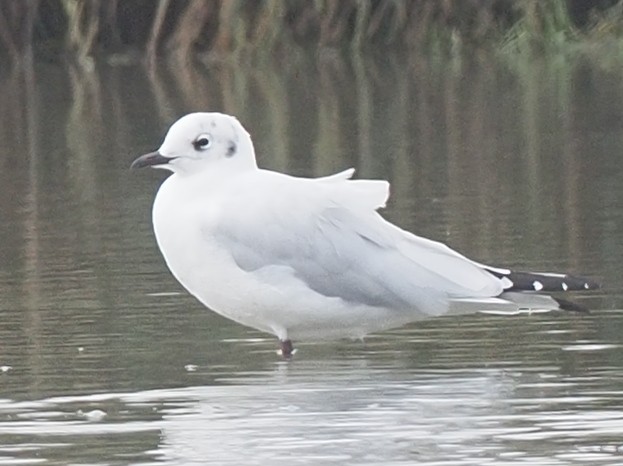 Andean Gull - ML620311688