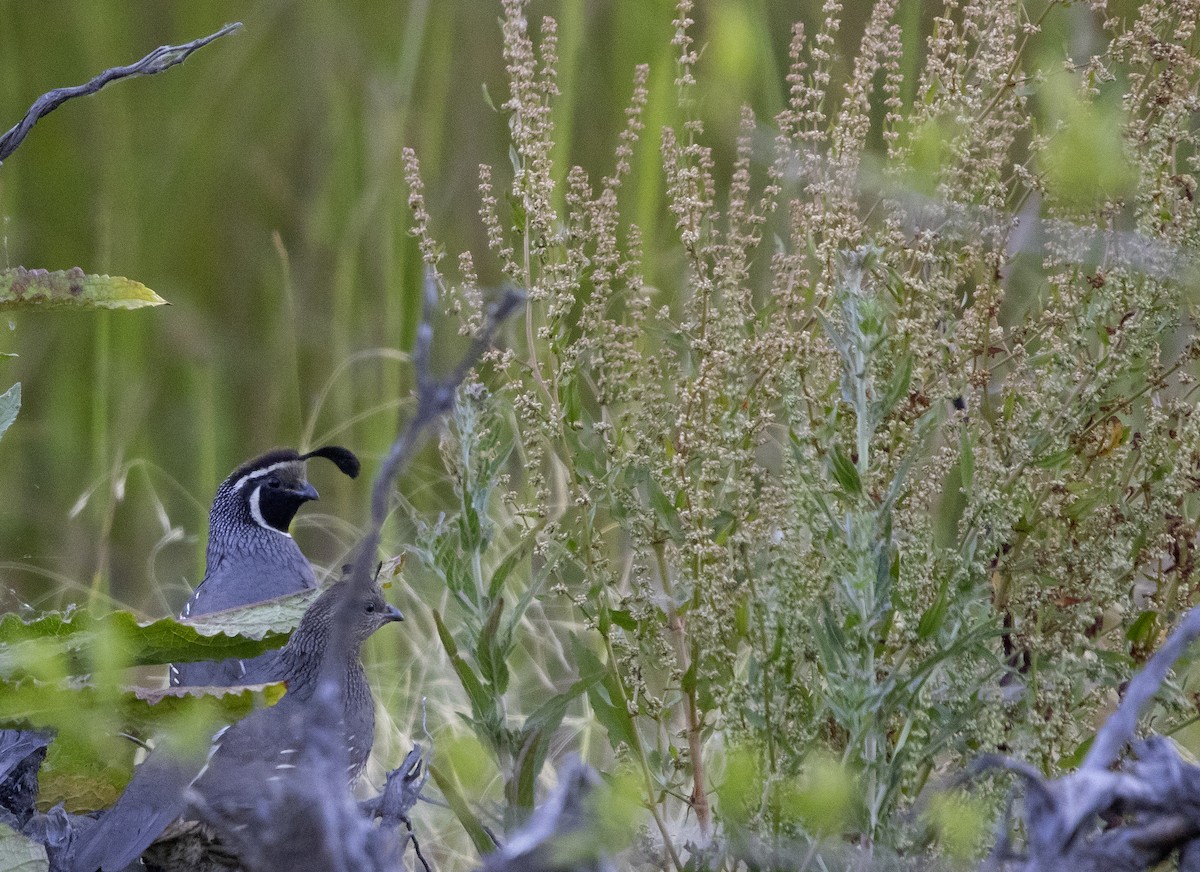 California Quail - ML620311689