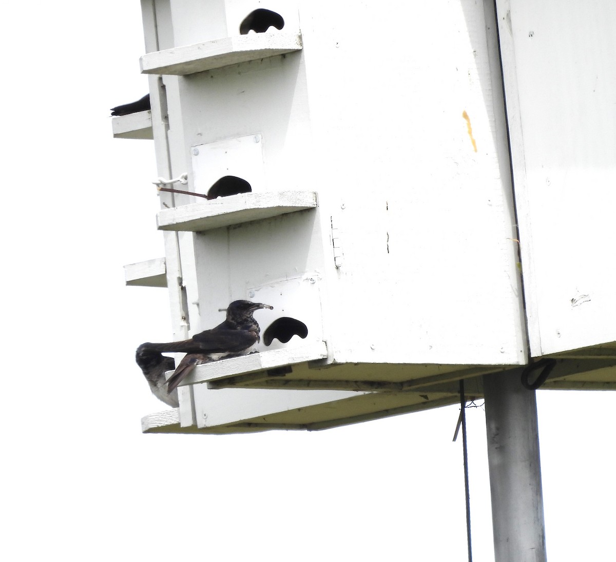 Purple Martin - ML620311691