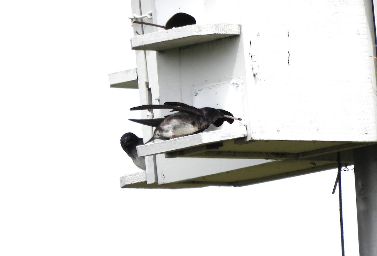 Purple Martin - ML620311692