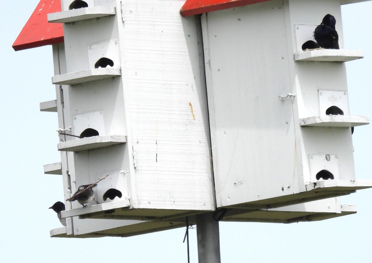 Purple Martin - ML620311694