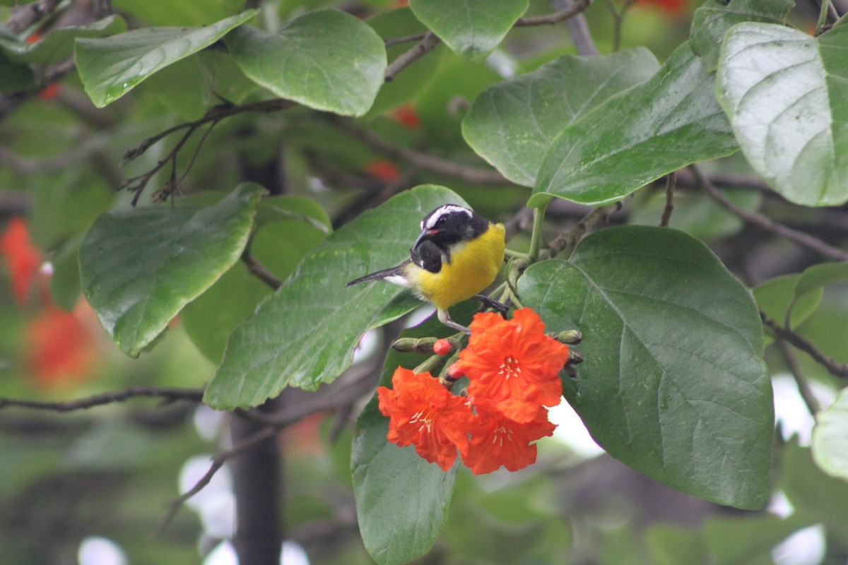 Bananaquit - ML620311700