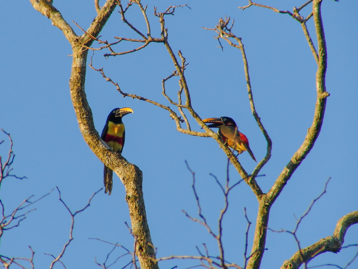 Chestnut-eared Aracari - ML620311702