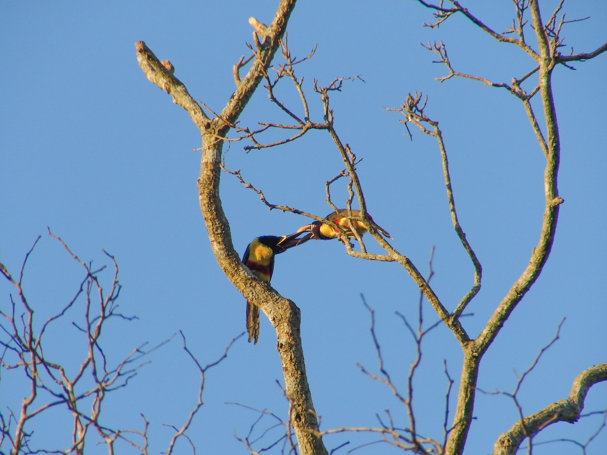 Chestnut-eared Aracari - ML620311703