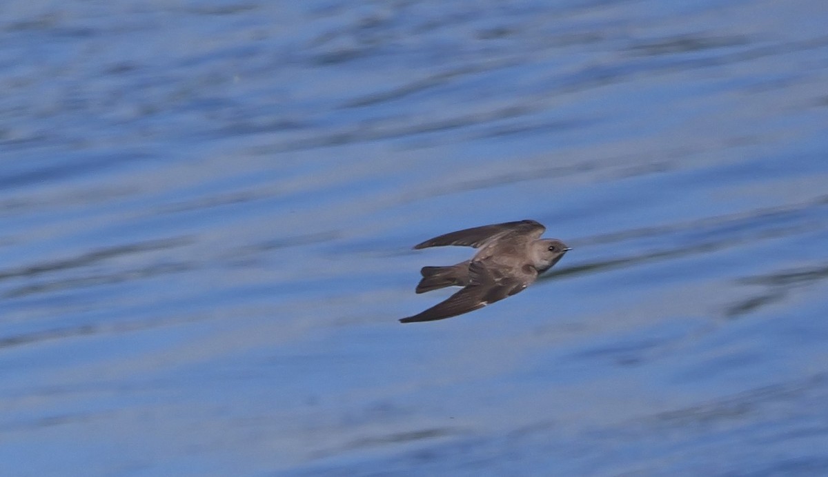 Northern Rough-winged Swallow - ML620311704