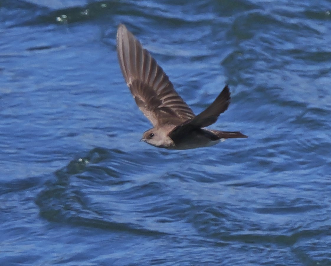 Northern Rough-winged Swallow - ML620311705