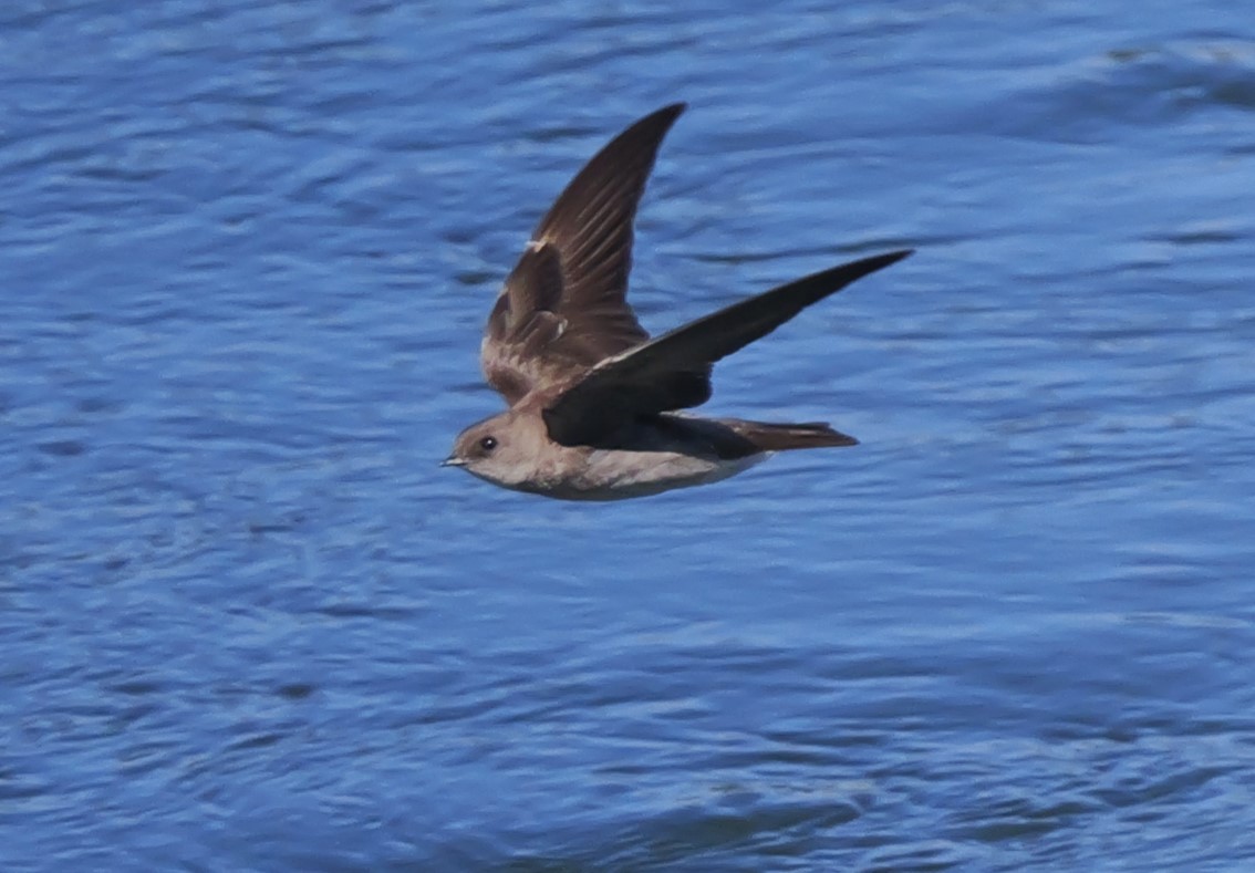 Northern Rough-winged Swallow - ML620311706