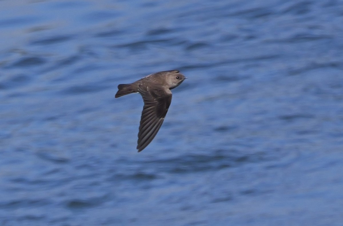 Northern Rough-winged Swallow - ML620311707