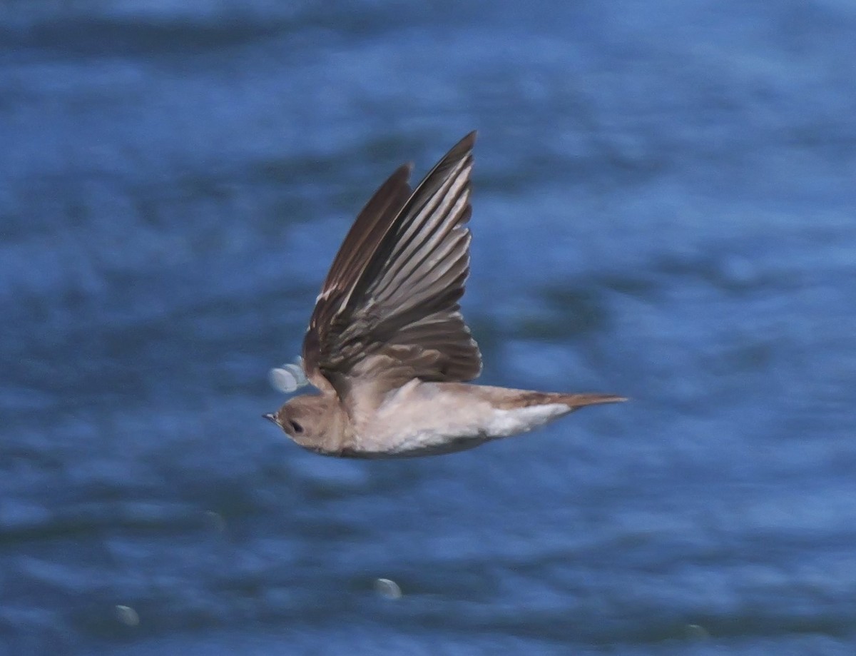 Northern Rough-winged Swallow - ML620311708