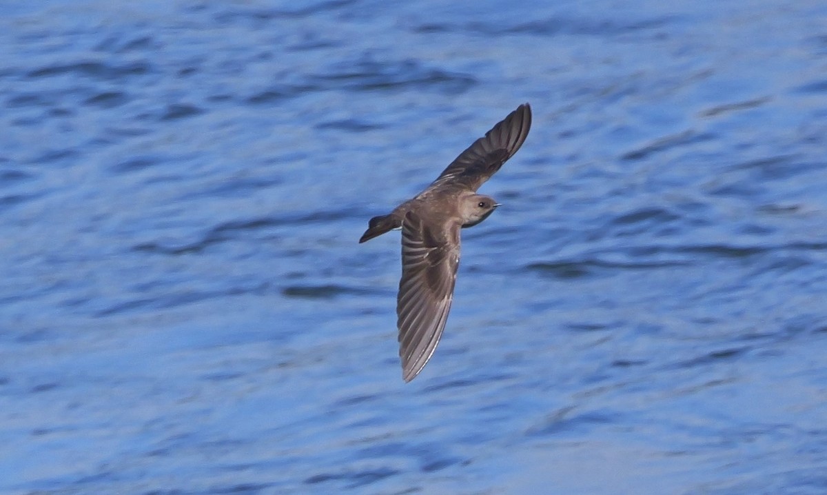 Northern Rough-winged Swallow - ML620311710