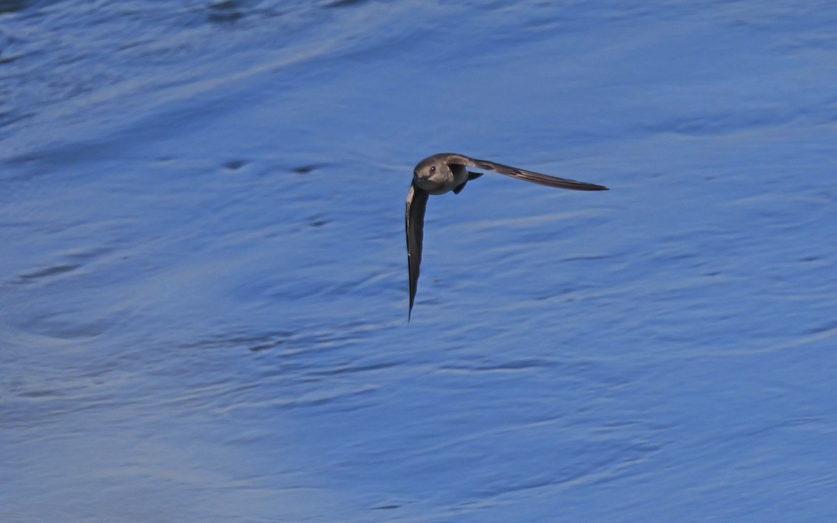 Northern Rough-winged Swallow - ML620311711