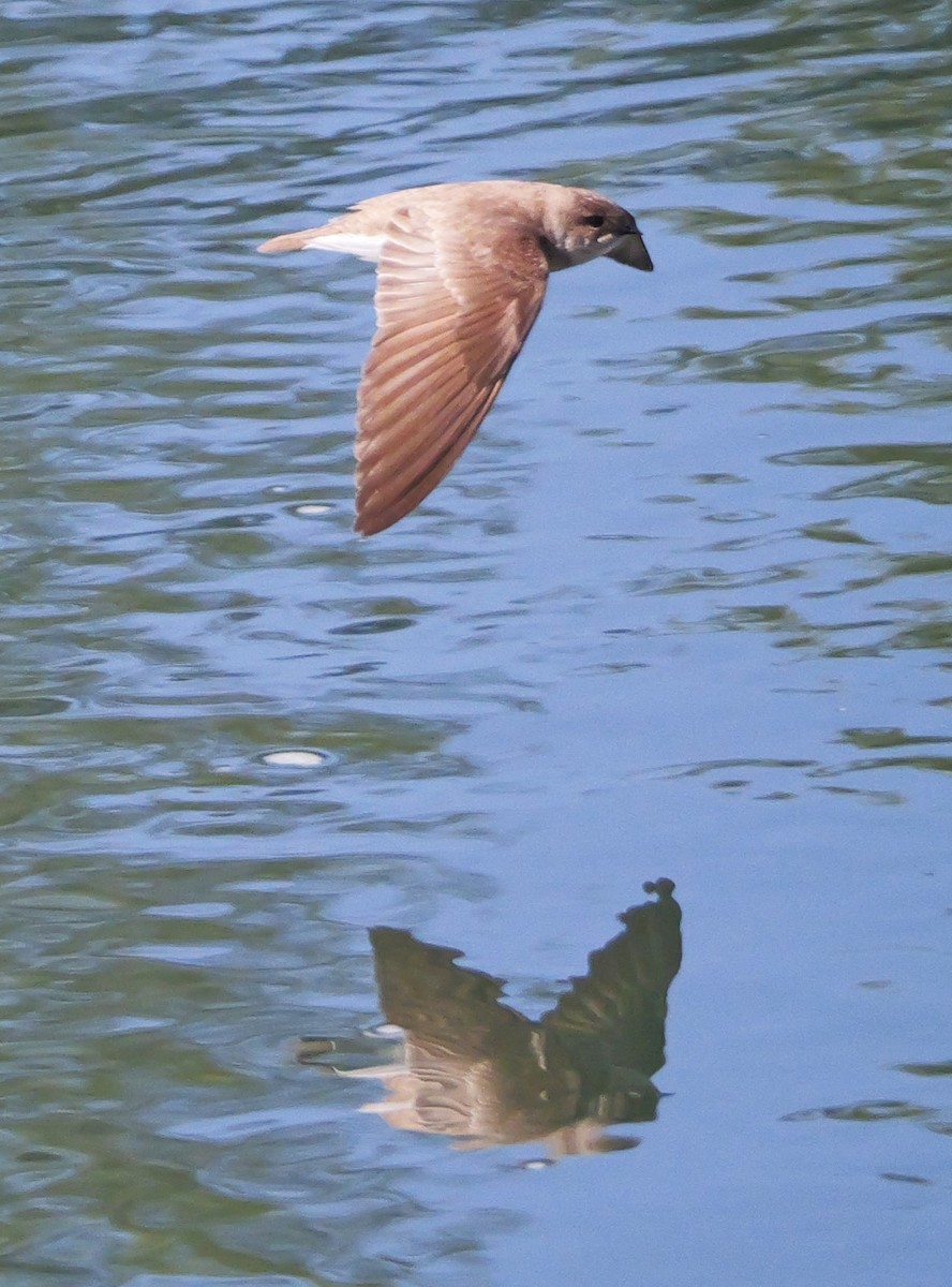 Northern Rough-winged Swallow - ML620311712
