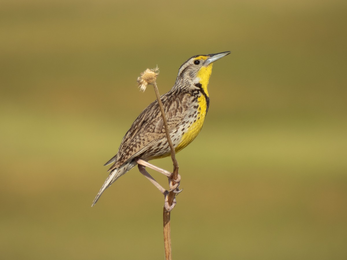 Western Meadowlark - ML620311717