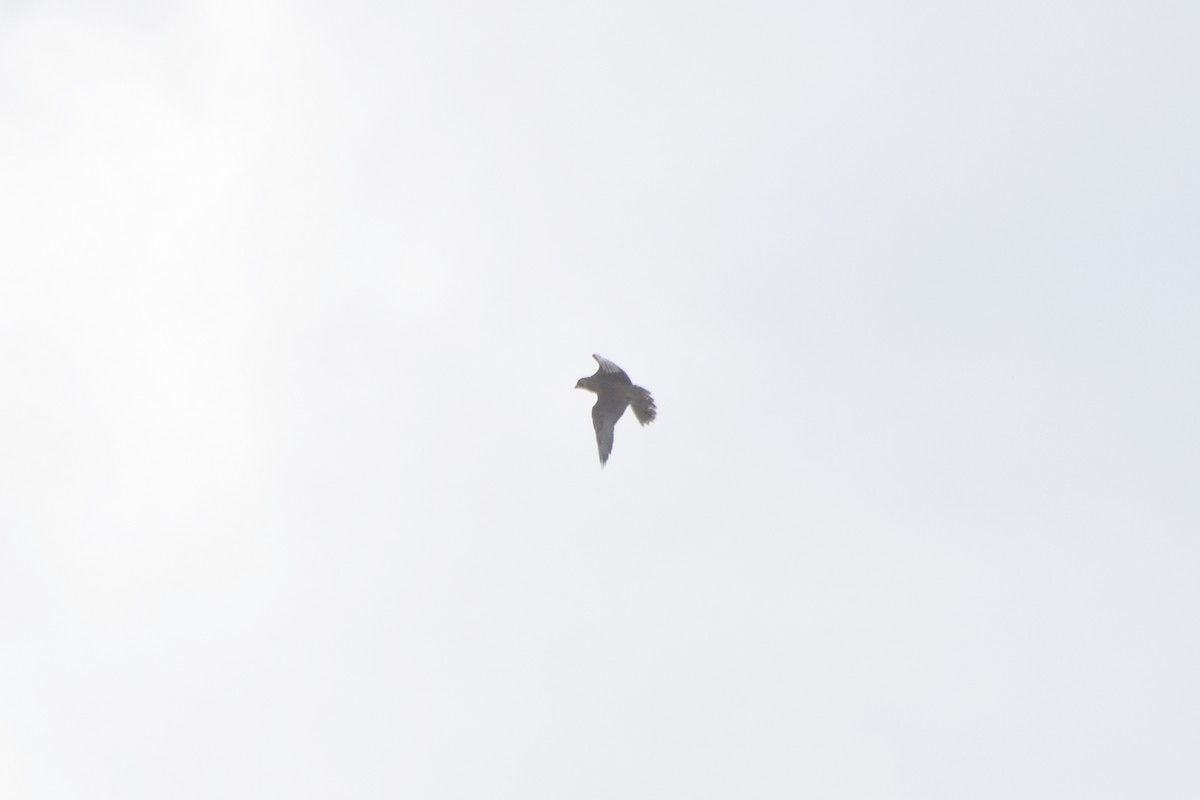 Peregrine Falcon - ML620311718