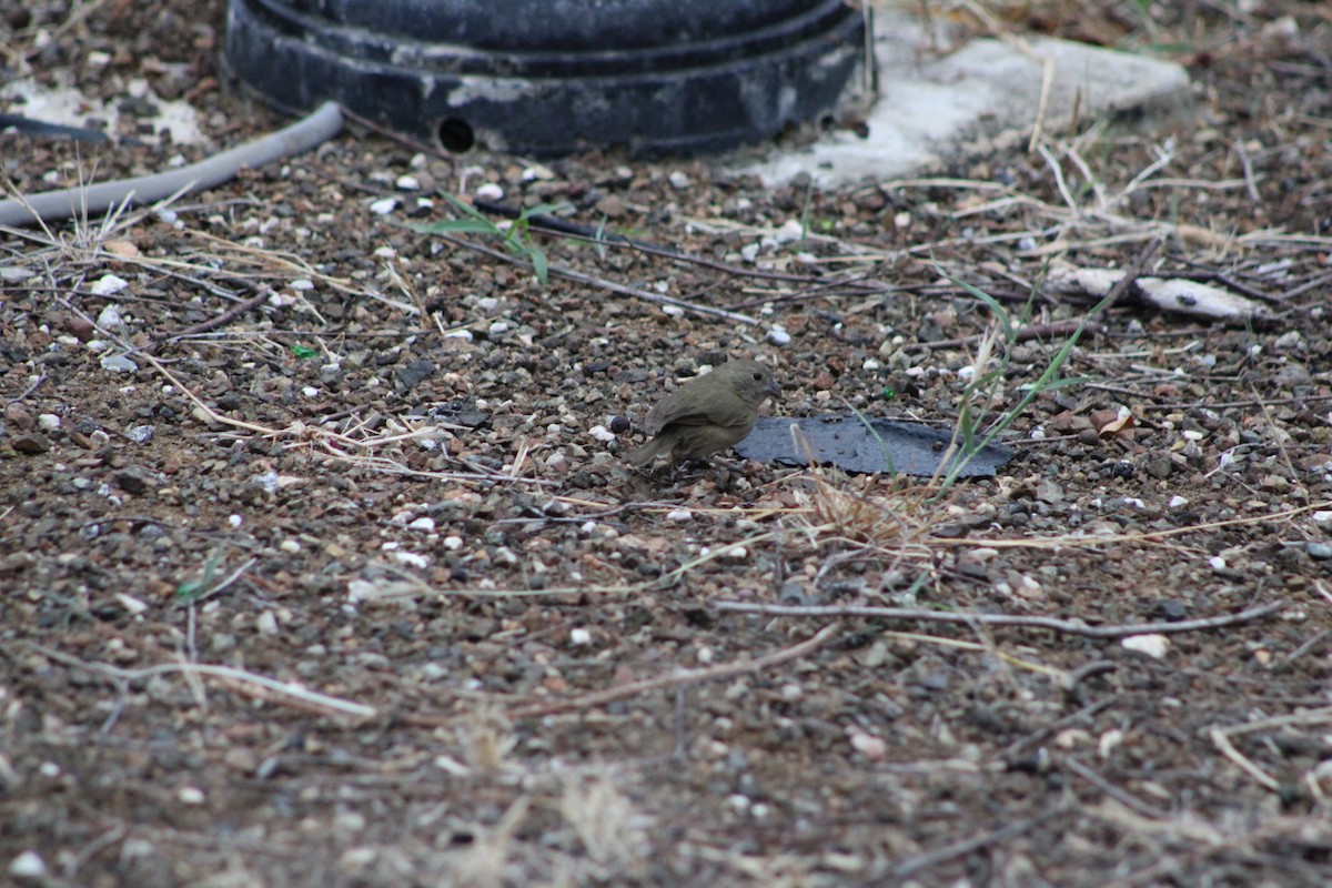 Black-faced Grassquit - ML620311727