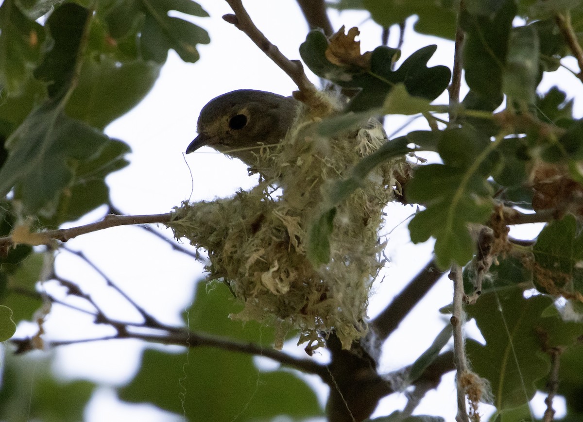 Hutton's Vireo - ML620311733