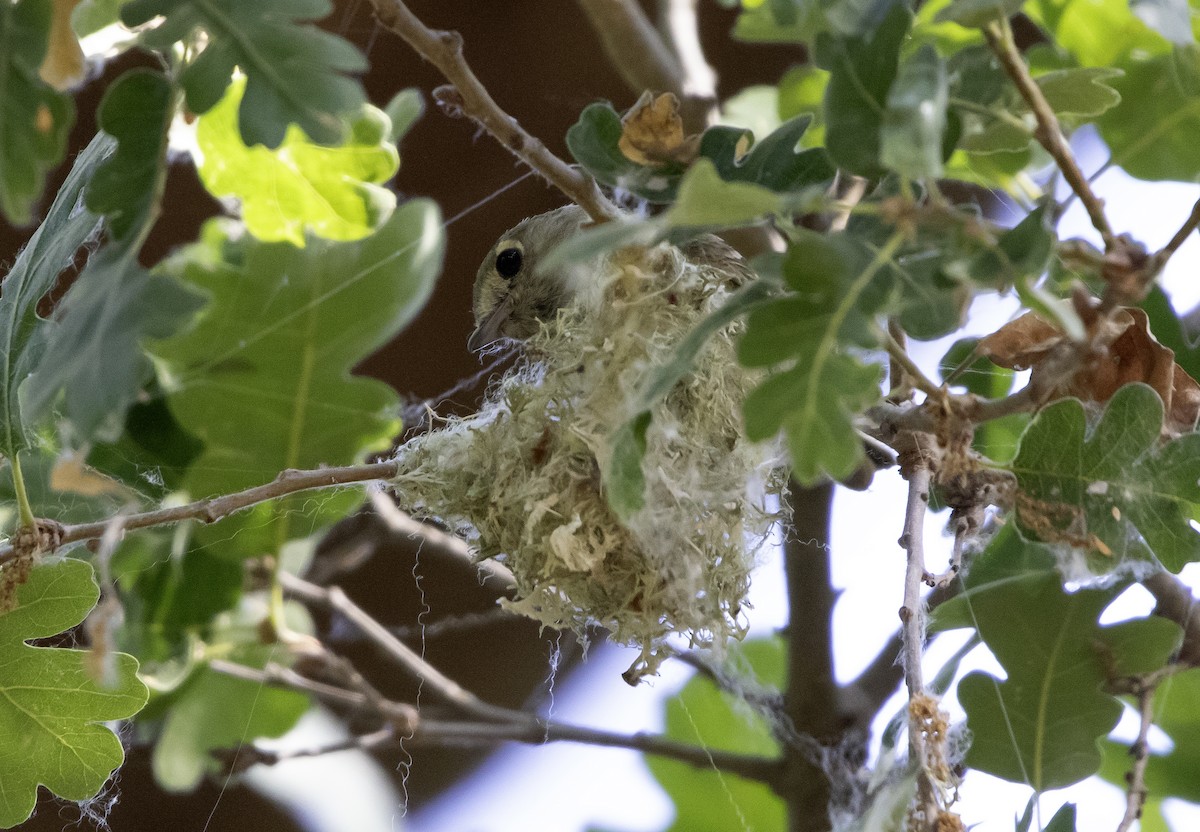 Hutton's Vireo - ML620311734