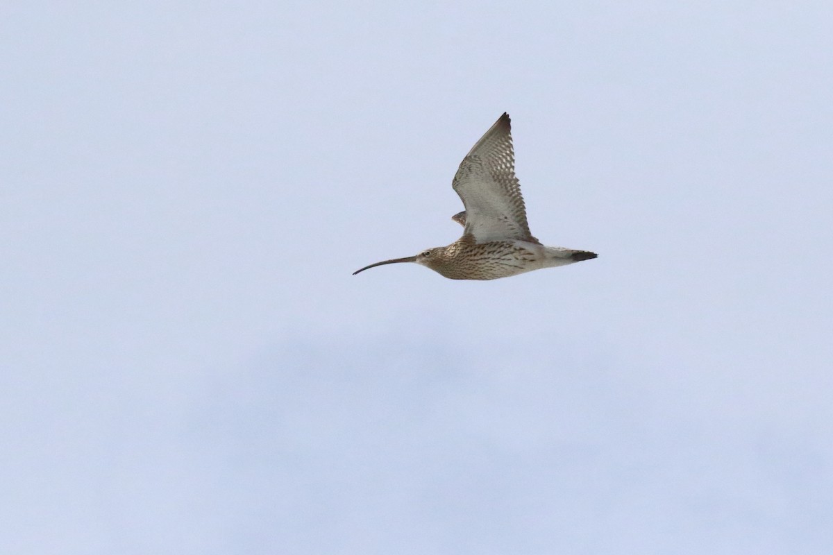 Eurasian Curlew - ML620311735