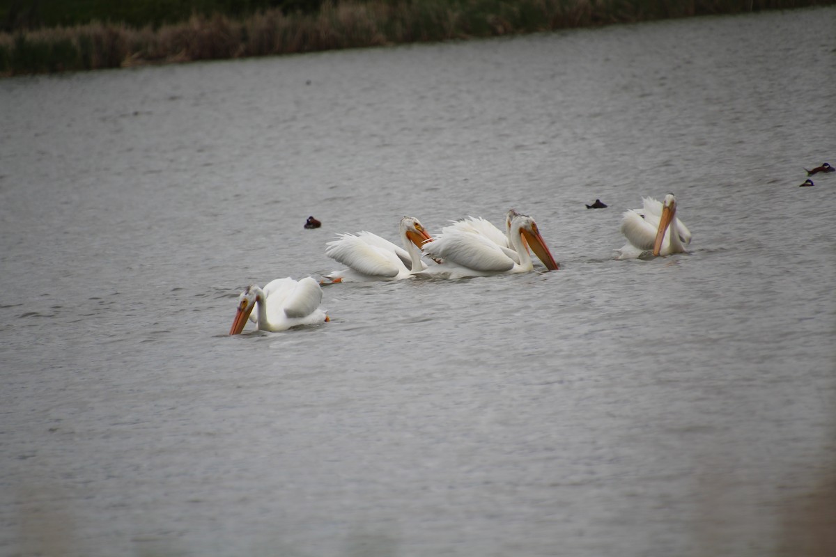 American White Pelican - ML620311736