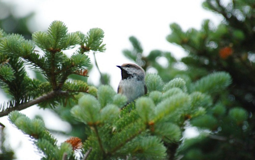 Boreal Chickadee - ML620311737