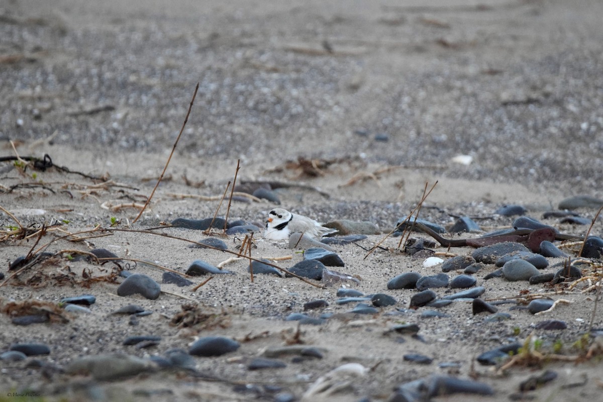 Piping Plover - ML620311739