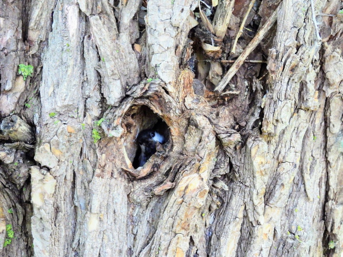 Black-capped Chickadee - ML620311743