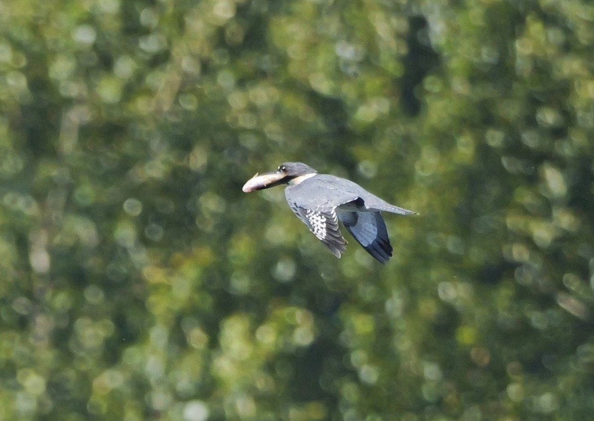 Belted Kingfisher - ML620311745