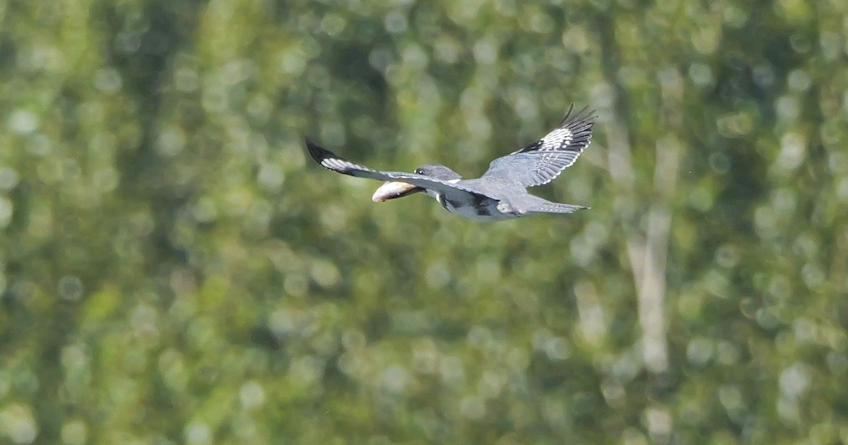 Belted Kingfisher - ML620311746