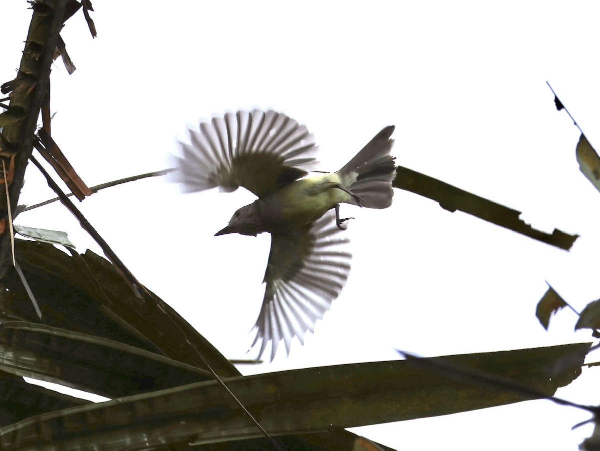 Buff-rumped Warbler - ML620311755