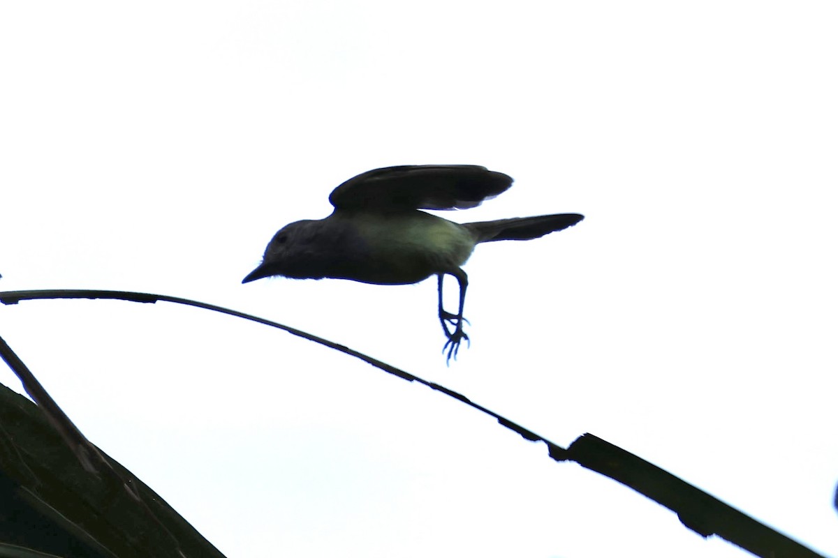 Buff-rumped Warbler - ML620311756