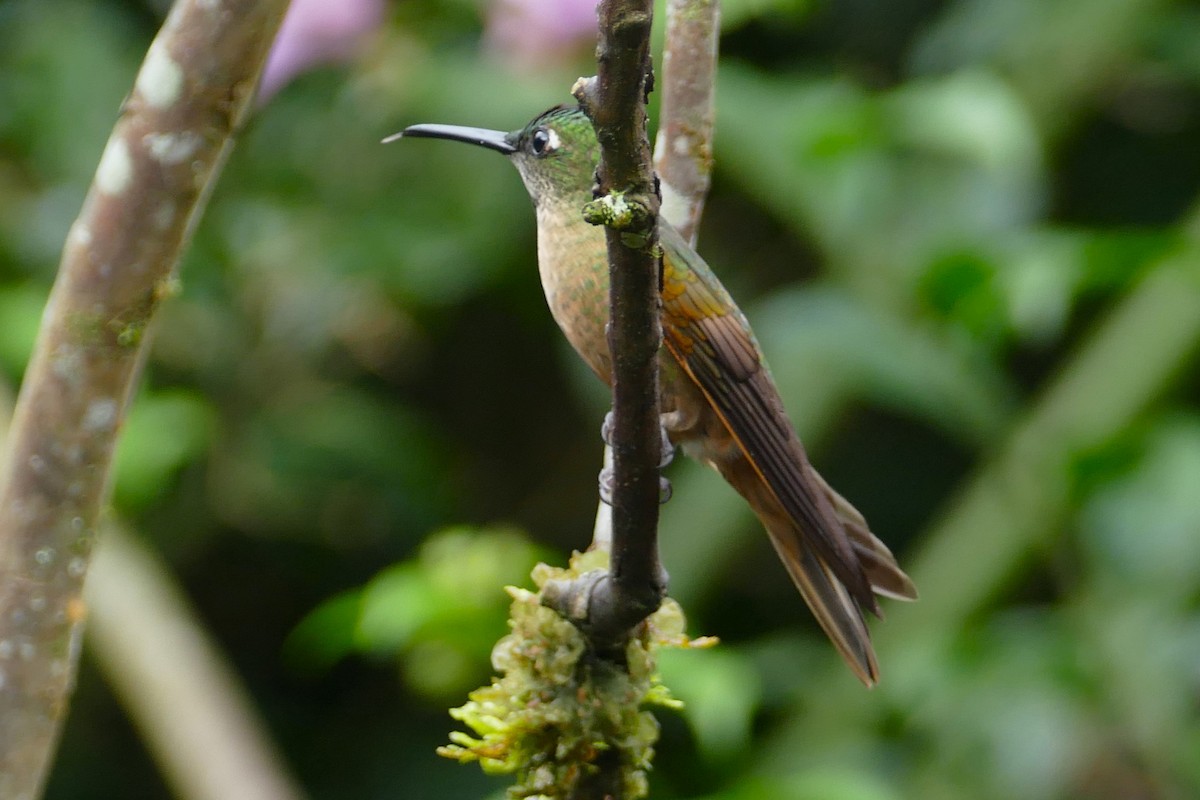 kolibřík hnědobřichý - ML620311762