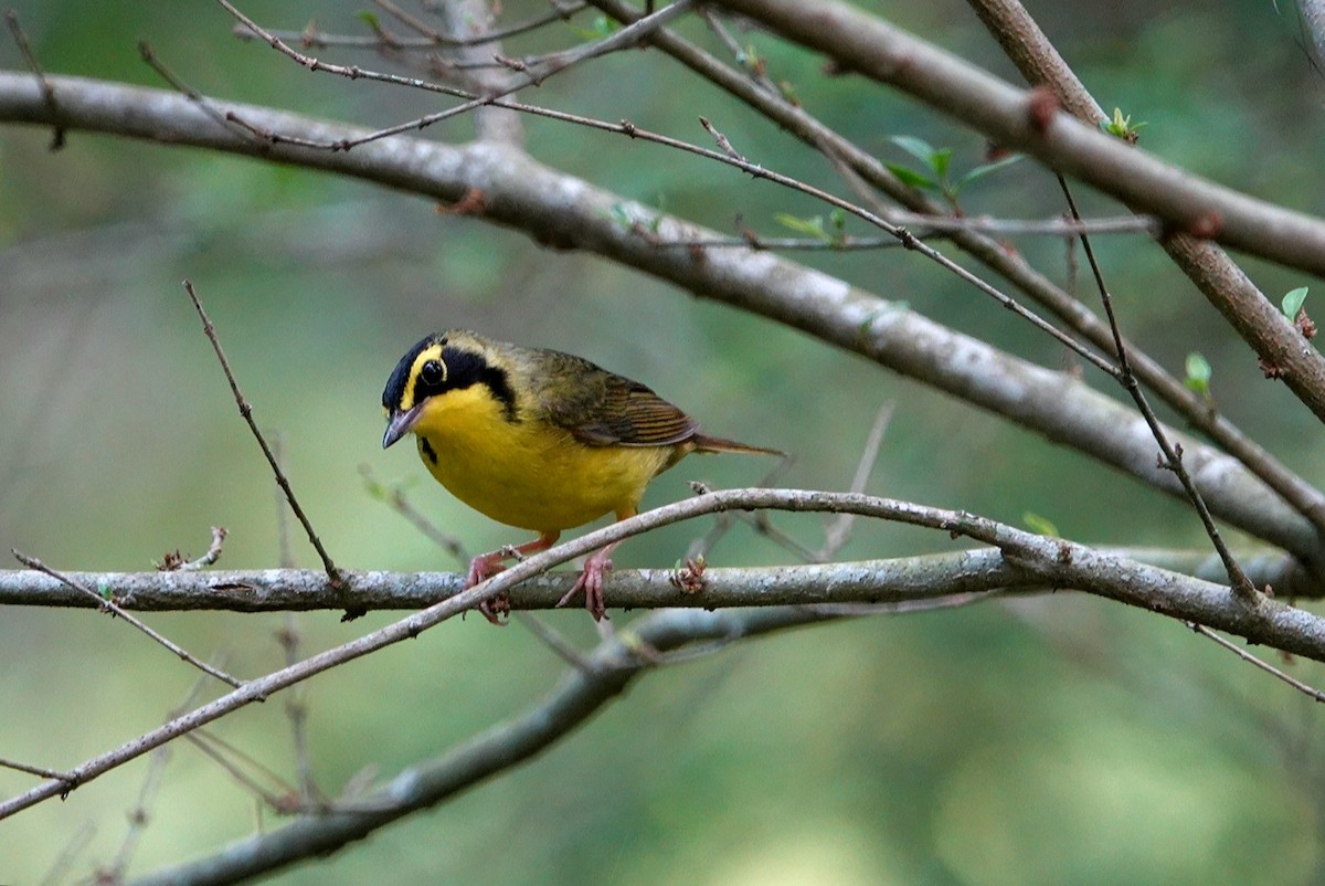 Kentucky Warbler - ML620311763