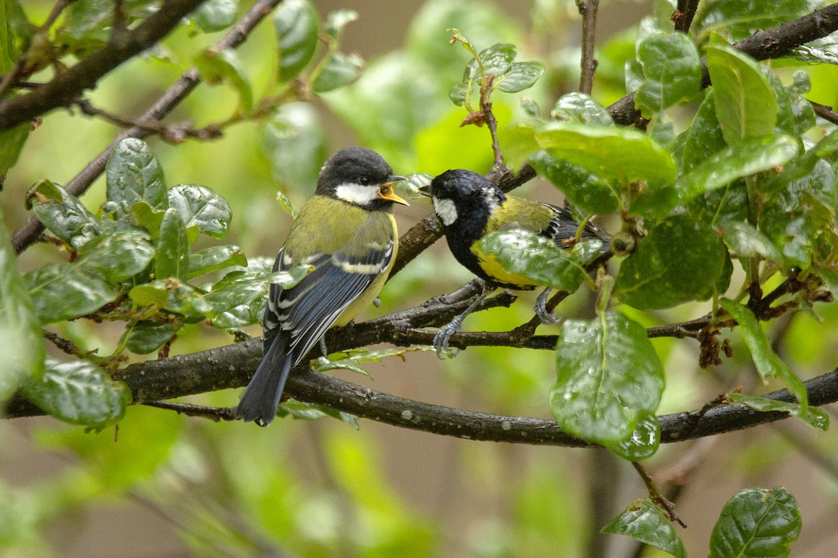 Green-backed Tit - ML620311764