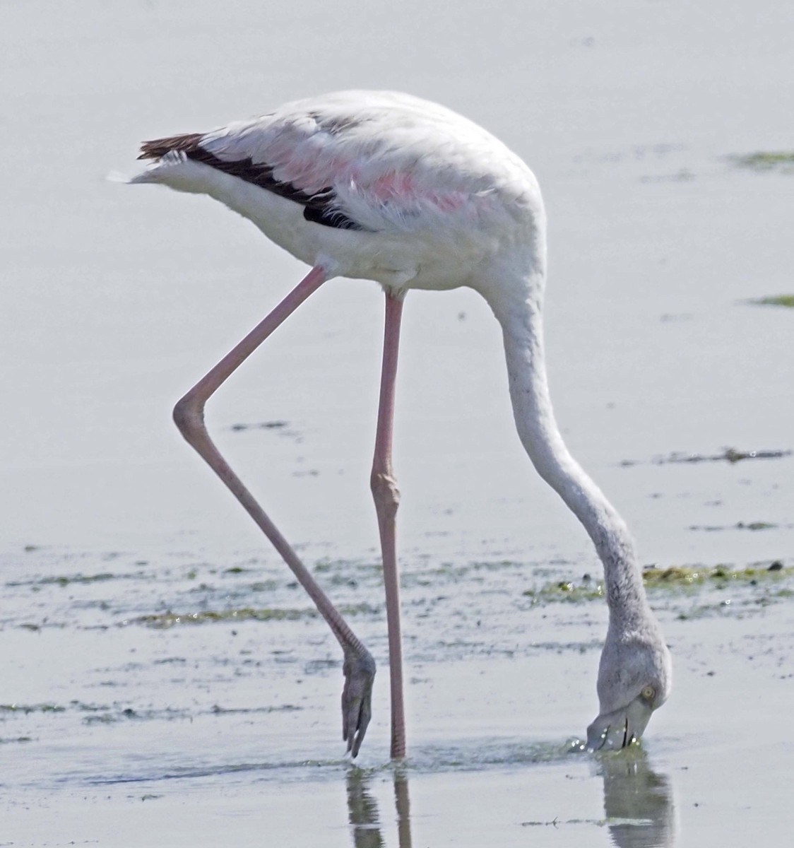 Greater Flamingo - ML620311765