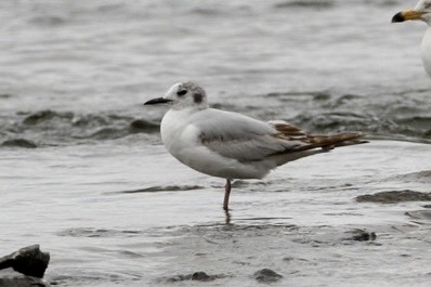 Bonaparte's Gull - ML620311766