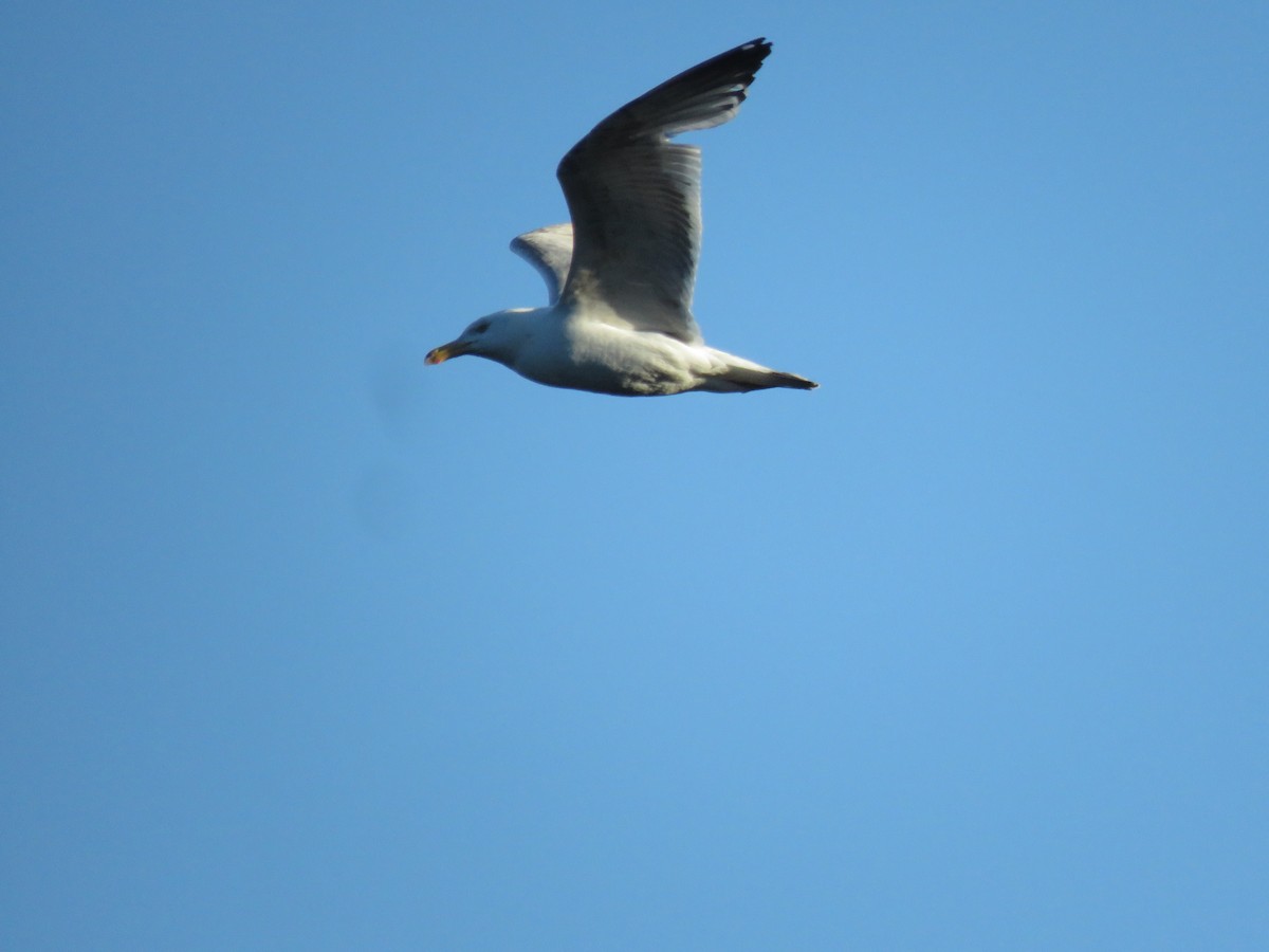 Gaviota Argéntea - ML620311771